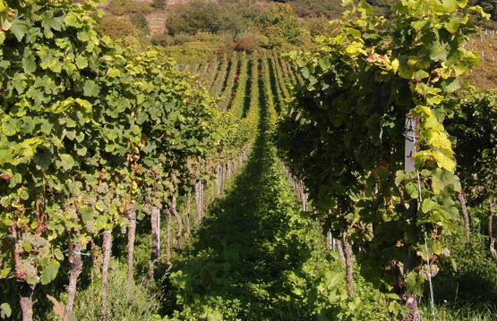 [Translate to APV FR:] Untersaat im Weinbau